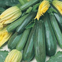 Courgettes